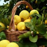 Fattura del limone